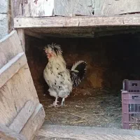 نژاد اصیل لهستانی|حیوانات مزرعه|چابکسر, |دیوار