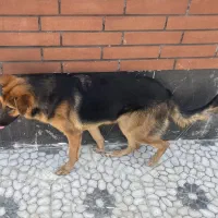 سگ ژرمن ماده ۸ ماهه شناسنامه دار|سگ|لاهیجان, لیالستان|دیوار