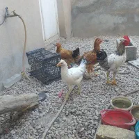 کله خروس