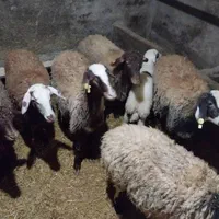 خریدوفروش دام سبک و سنگین ب بالاترین قیمت