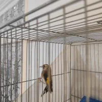 سهره قناری|پرنده|محمدیه-قزوین, |دیوار