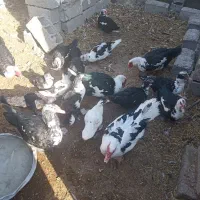 اردک اسرائیلی فروشی