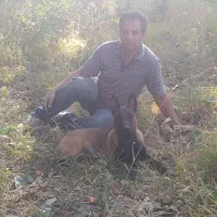 سگ مالینویز گمشده