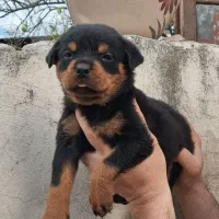سگ نگهبان قوی و محافظ نژاد روتوایلر کیفیت ممتاز