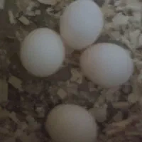 عروس هلندی جفت با تخم|پرنده|کرج, کوی امامیه|دیوار