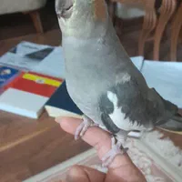 ماده یک ساله فول رام