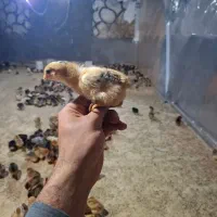 جوجه محلی۷روزه اردک جوجه رنگی از مرغ خروس محلی|حیوانات مزرعه|سیرجان, |دیوار