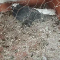 کبوتر|پرنده|تبریز, |دیوار