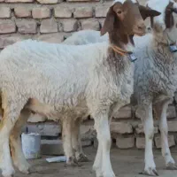 2راس بره ماده قوچ خورده کله بور|حیوانات مزرعه|کاشمر, |دیوار