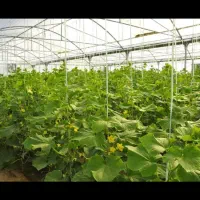 استخدام کارگر خانم|استخدام صنعتی، فنی، مهندسی|تنکمان, |دیوار