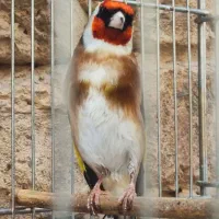 سهره چهار گل
