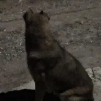 سگ خو نگهبان|سگ|سراجو, |دیوار