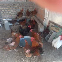 تعدادی مرغ و خروس و جوجه محلی|حیوانات مزرعه|گرگان, |دیوار