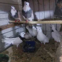 کفترطوقی|پرنده|خرمشهر, |دیوار