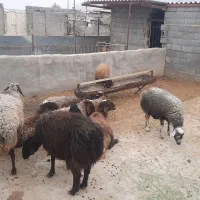 فروش گوسفند سالم و باکیفیت|حیوانات مزرعه|اصفهان, سرشبادران|دیوار
