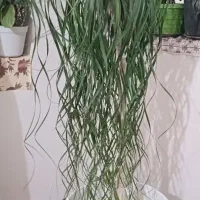 گل لیندا 15 ساله