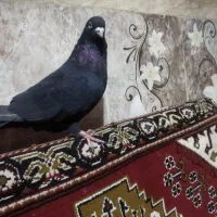 پرنده کبوتر تهرانی