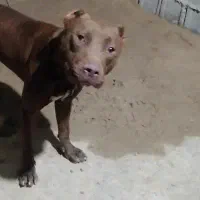 سگ پیتبول پیت بول نر