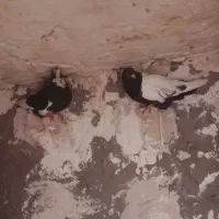 کفتر یاکبوتر