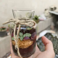 تراریوم|گل و گیاه طبیعی|تهران, افسریه جنوبی|دیوار