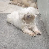 مالتیز|سگ|بومهن, |دیوار