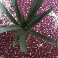 سه گلدان گل کاکتوس ویه گلدان گل گهواره ای|گل و گیاه طبیعی|شاهین دژ, |دیوار