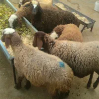 ۷ عدد گوسفند|حیوانات مزرعه|سرپل ذهاب, |دیوار