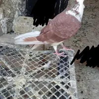 کبوتر فروشی|پرنده|سراوان, |دیوار