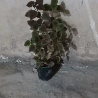 گله بزرگ|گل و گیاه طبیعی|مسجد سلیمان, |دیوار