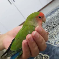 طوطی کوتوله ماده بالغ