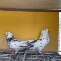 4جفت کبوتر کاشانی پرش عالی