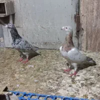 جفت نر دورگ