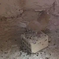 نروماده زرد|پرنده|خمینی‌شهر, |دیوار