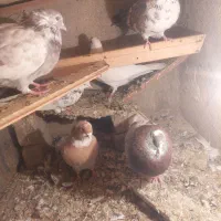 کبوتر|پرنده|خزل, |دیوار