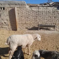 قوچ ایلدوفرانسه|حیوانات مزرعه|آباده, |دیوار