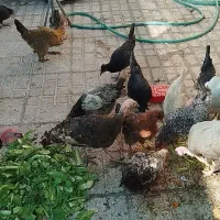 فروش مرغ،خروس،بوقلمون|حیوانات مزرعه|فسا, |دیوار