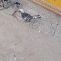 یک عدد کبوتر هفت رنگ گرفتم|پرنده|نیمروز, |دیوار