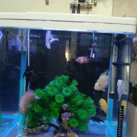 آکواریوم آکوا همراه با ماهی