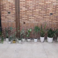 تعدادی گل آپارتمانی