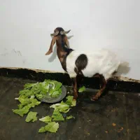 بز پاکستانی|حیوانات مزرعه|مهاباد (آذربایجان غربی), |دیوار