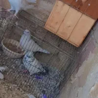 کفتر به شرط|پرنده|پاکدشت, پاکدشت (مامازند)|دیوار