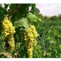 فروش باغ انگور ویست
