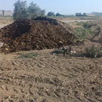 کود حیوانی پهن گاو