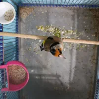 سهره قفسی نر