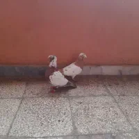 جفتی ملیمنزوپیازی