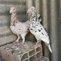 کفترجفتگاه و المانی