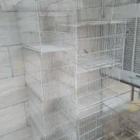 قفس،قفس پرنده عروس هلندی