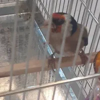 سهره نر|پرنده|شهریار, شهرک وائین|دیوار