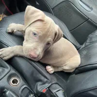 ۲عددسگ نگهبان پیت بول اصیل و باهوش