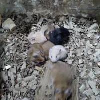 همستر سوری و طلایی|موش و خرگوش|علی‌آباد کتول, |دیوار